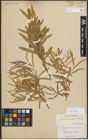 Foto von Salix melanopsis Nutt.